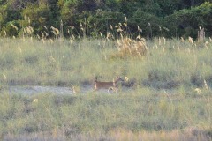 The deer finally make an appearance...