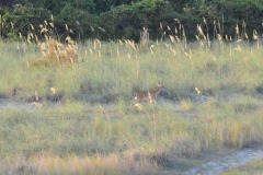 The deer finally make an appearance...
