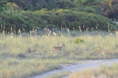The deer finally make an appearance...