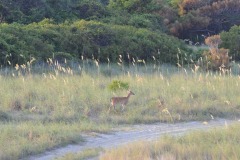 The deer finally make an appearance...