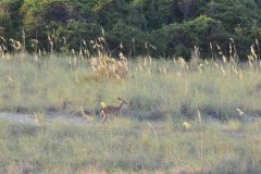 The deer finally make an appearance...