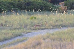 The deer finally make an appearance...