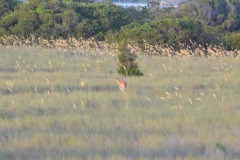 The deer finally make an appearance...