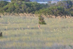 The deer finally make an appearance...