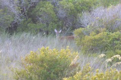The deer finally make an appearance...