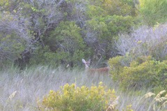 The deer finally make an appearance...