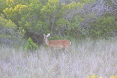 The deer finally make an appearance...