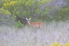 The deer finally make an appearance...
