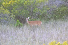 The deer finally make an appearance...