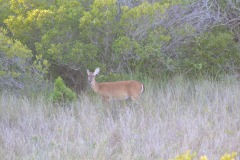 The deer finally make an appearance...