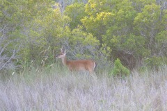 The deer finally make an appearance...