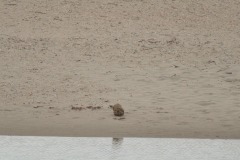 DSC_1763