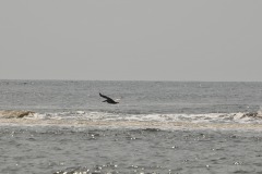 DSC_6681