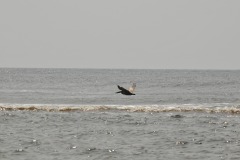 DSC_6718