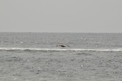 DSC_6722