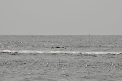DSC_6723
