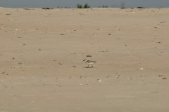 DSC_6743