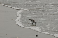 DSC_6952