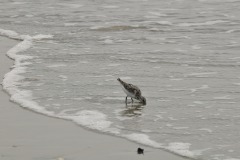 DSC_6953