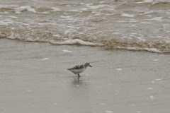 DSC_6956