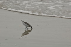 DSC_6957