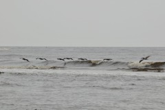 DSC_7066