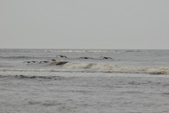 DSC_7068