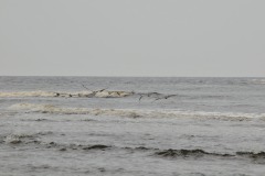 DSC_7072
