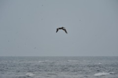 emw_20150803_184359_OIB_0036