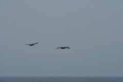 emw_20150805_173702_OIB_0042