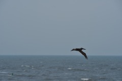 emw_20150805_175253_OIB_0090