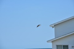 emw_20150810_173525_OIB_0519