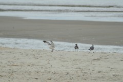 emw_20170809_130519_OIB_0144