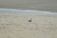 emw_20170809_131735_OIB_0262