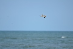 emw_20190729_154107_OIB_2019_0262
