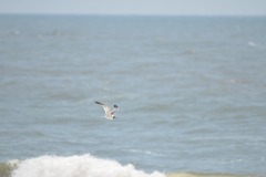 emw_20190808_124714_OIB_2019_0252