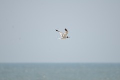 emw_20190808_124725_OIB_2019_0259