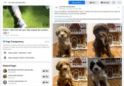 20201231_LoveMyLabradoodles_Eggo