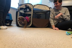 Puppy jail seems to have an obvious flaw... ;)