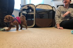 Puppy jail seems to have an obvious flaw... ;)