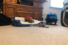 Puppy jail seems to have an obvious flaw... ;)