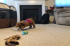 So many toys...