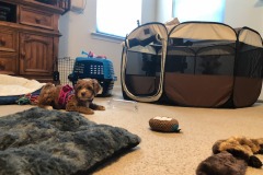 So many toys...
