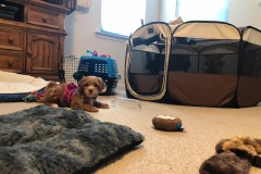 So many toys...