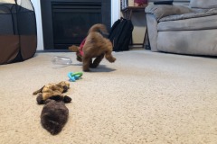 So many toys...