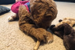 Loving the chew stick... Loving the chew stick...