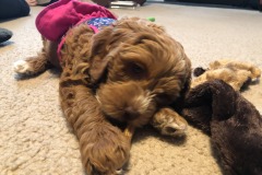 Loving the chew stick... Loving the chew stick...