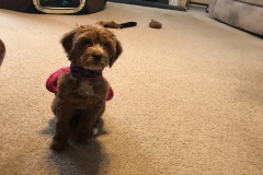 Did someone say "walk"?