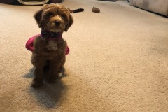 Did someone say "walk"?