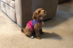 Did someone say "walk"?